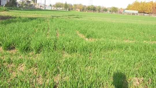 麦苗 田地 绿色 植物 农业作物 自然生态