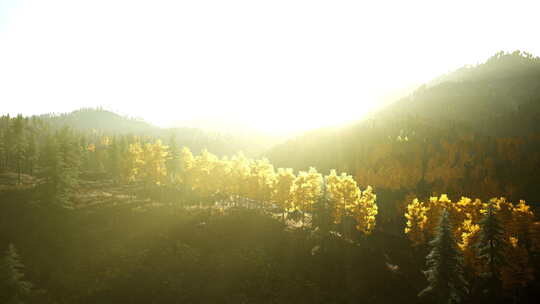 阳光穿过山林