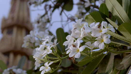 柬埔寨农村寺庙里的花白色花朵与背景建筑的和谐景象