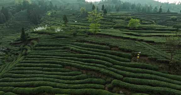 春天茶山航拍风景