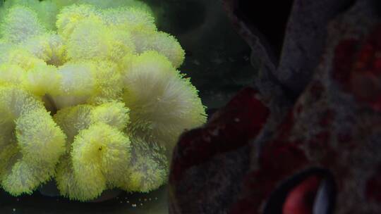【镜头合集】躲在海葵里繁殖的小丑鱼
