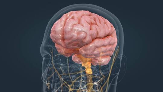 医学动画人体器官大脑中枢神经全息三维动画