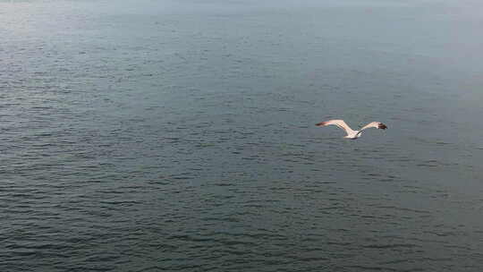 4K航拍飞行在海面的海鸥