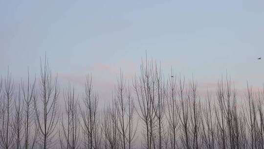 4K北方冬天树林上空飞过的喜鹊鸟群