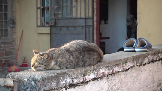 老房子围栏上一只慵懒的猫咪视频素材模板下载