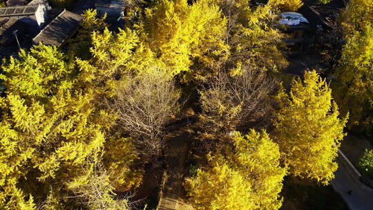 秋天乡村金黄的银杏林