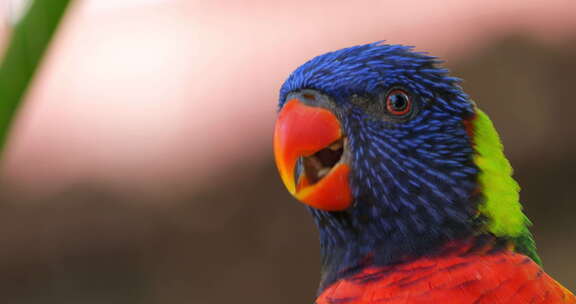 彩虹lorikeet，（Trichogl