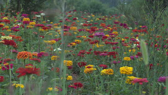 花 菊花 花海