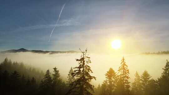 日落时雾蒙蒙的松树林，秋天云杉树和阳光透