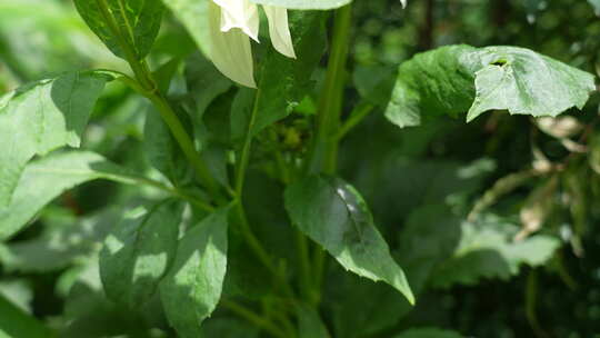 洋菊大丽花藏彩菊