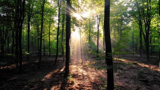 阳光金色射线树林
