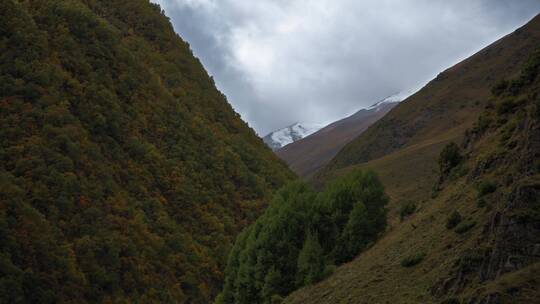 雪山森林天际线景观