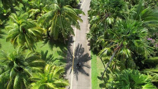 海南 文昌 椰子大观园 椰林 航拍视频素材模板下载