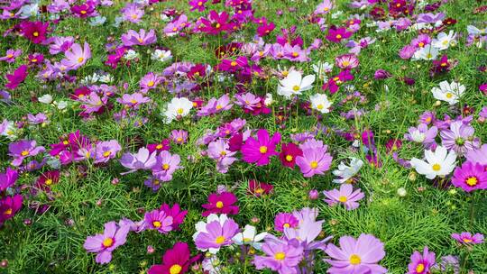 格桑花波斯菊花海