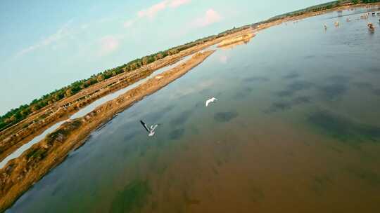 FPV实拍在湿地上飞翔的鸟