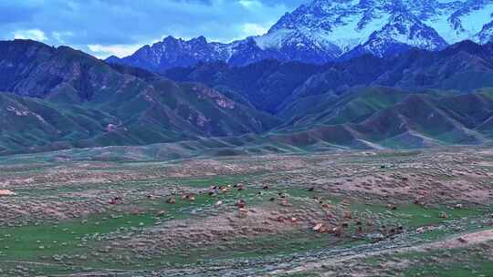 新疆草原羊群航拍