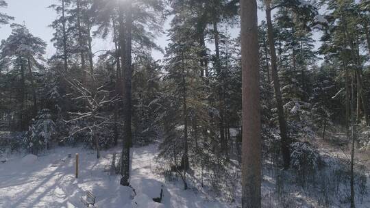 冬季长白山红松原始森林雪景航拍