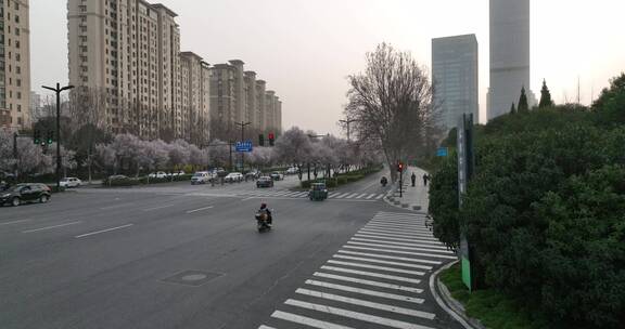 洛阳植物园樱花万物复苏春天公园道路航拍