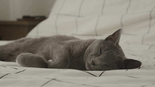 宁静的俄罗斯蓝猫睡在床上