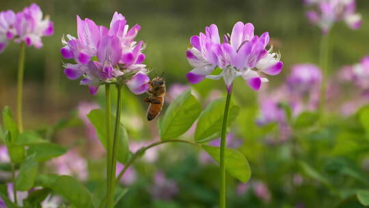 特写慢镜头春天的蜜蜂