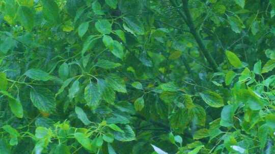 城市下暴雨下雨天雨水雨滴植物树叶子树木雨