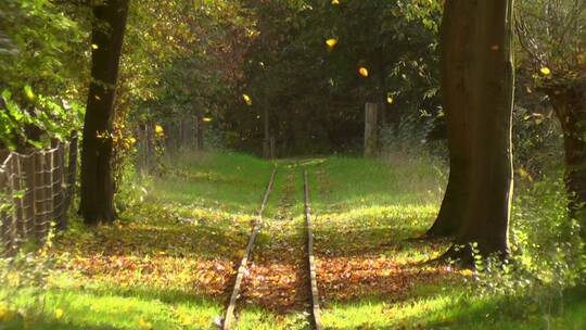 秋天 阳光照射下 落叶纷飞的森林小道 铁路
