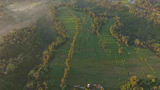 Mancingan，水稻梯田，巴厘岛，无