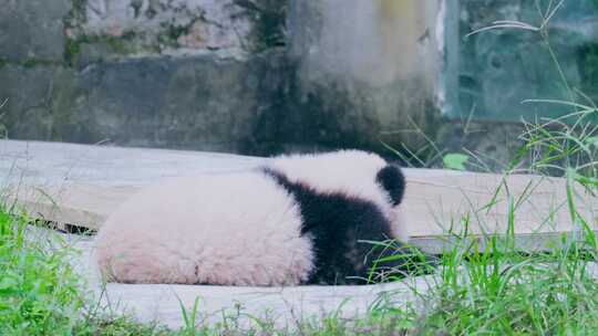 大熊猫幼崽晒太阳