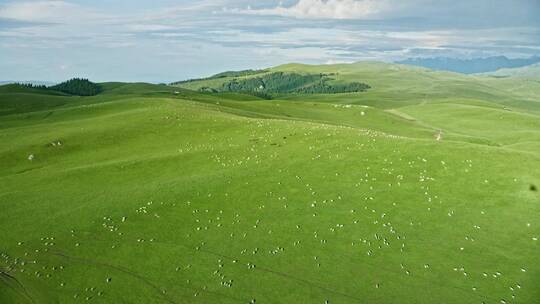 草原上的 羊群