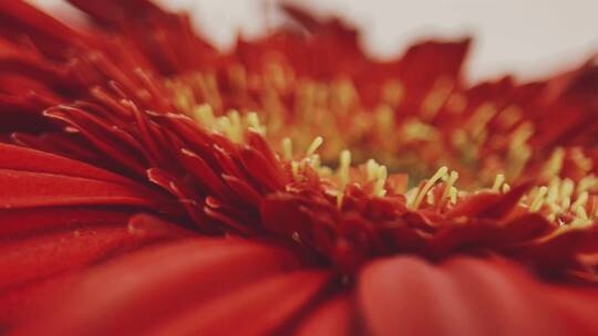 微距红色菊花花瓣花蕊