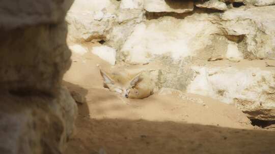 Fennec Fox，睡眠，沙漠，沙子