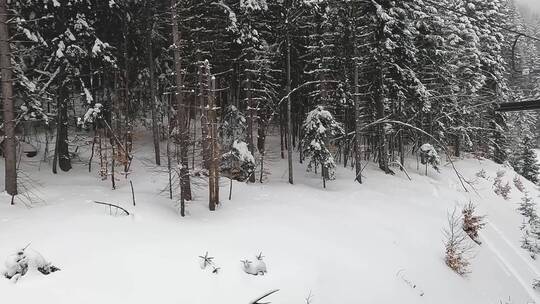 雪山和树木上的滑雪椅景观