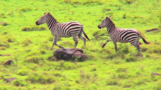 非洲田野里奔跑嬉闹的的两只斑马