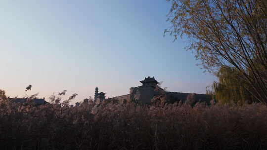 秋天初秋植物黄色特写户外