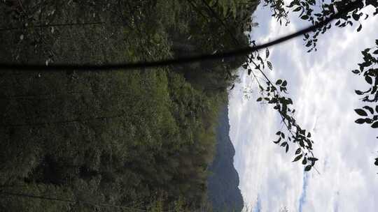 大自然生长的树林山峰景观夕阳阳光