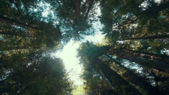 唯美大气树林仰望天空旋转空境