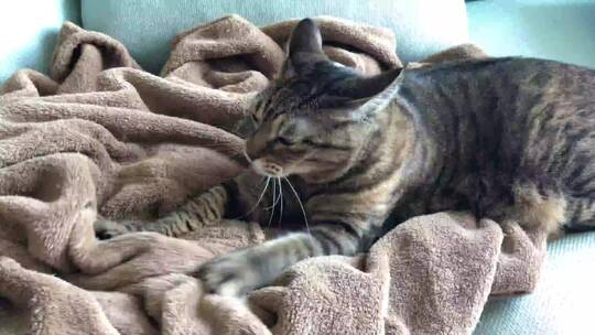 猫在毯子上踩奶
