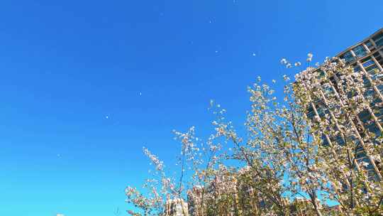 杭州钱塘江畔最美樱花跑道春天风景