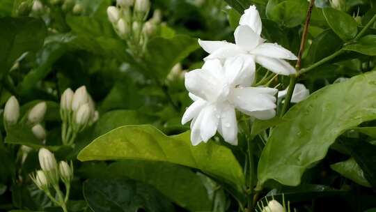 盛开的茉莉花 茉莉花茶