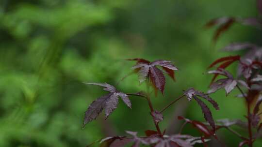 秋天枫叶在雨中轻轻摇动