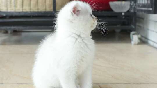 可爱的玩耍小猫咪