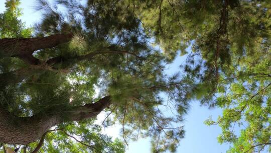 仰拍森林里的大树视频素材模板下载