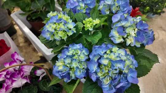 室内盆栽绿植花卉