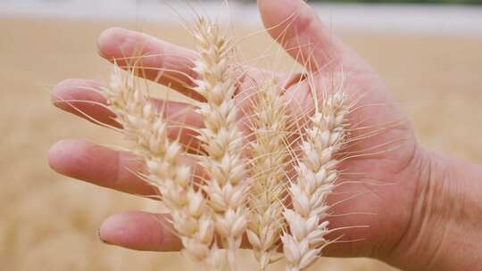 小麦丰收 农民
