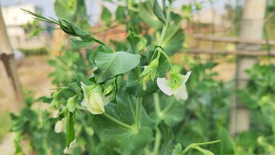 疫情城市农村街道菜园春天绿色植物