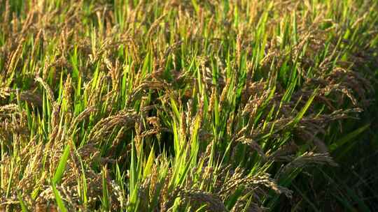水稻培育秧苗粮食安全绿色稻田生态