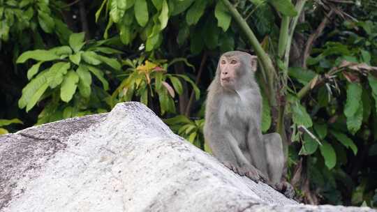 野生猴子坐在丛林岩石上的特写镜头视频素材模板下载