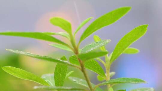 城市下暴雨下雨天雨水雨滴植物树叶子草木雨