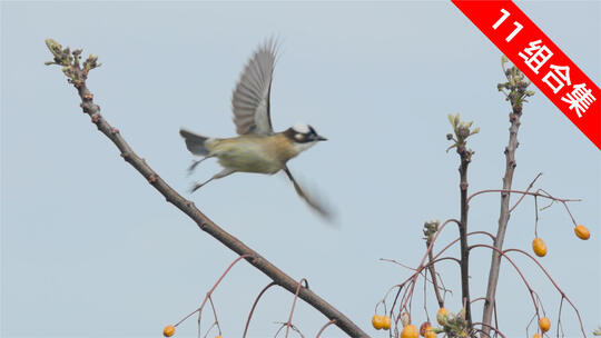 蓝天苦棟树枝头栖息的白头鹎小鸟特写