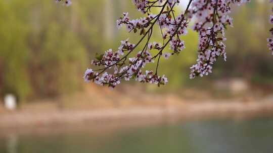 春季清明踏青河边花草树木